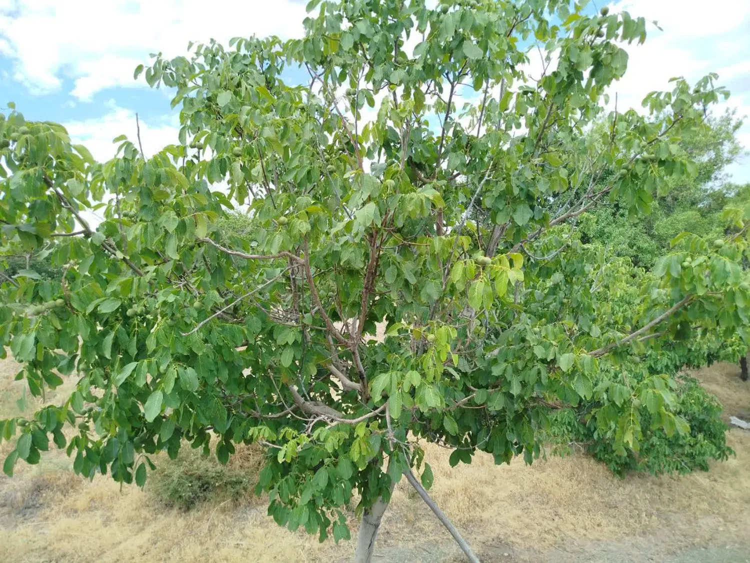 زمین کشاورزی(باغ)حدفاصل اکبرآبادبهدان و حسن‌آباد