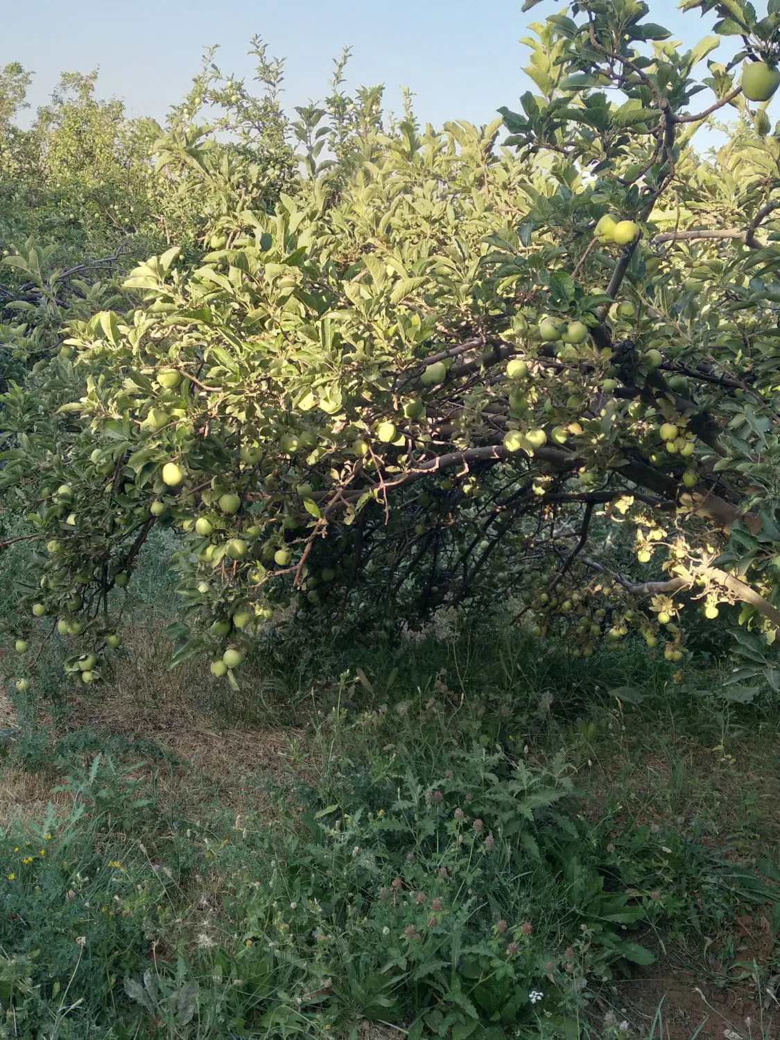 باغ میوه واقع درجاده دانشگاه