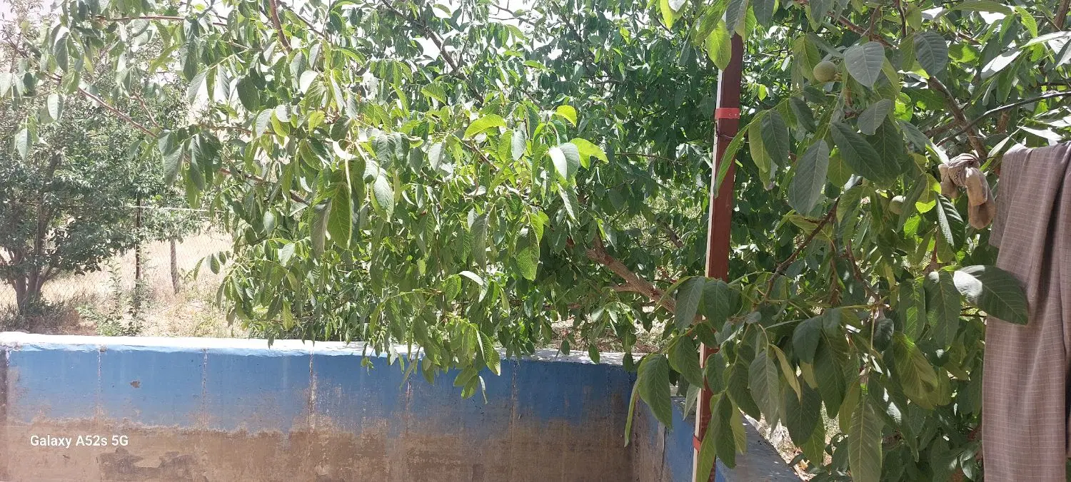 فروش باغ