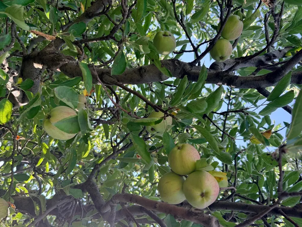 باغ