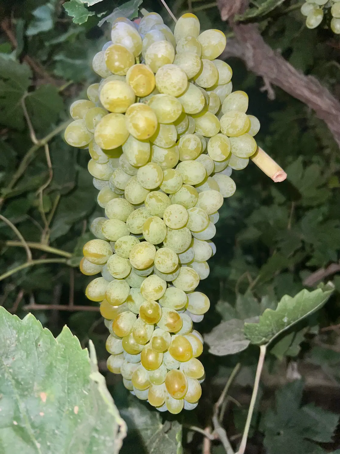اجاره باغ انگور