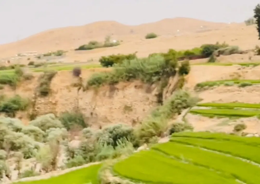 باغ زیتون در روستا فروشی