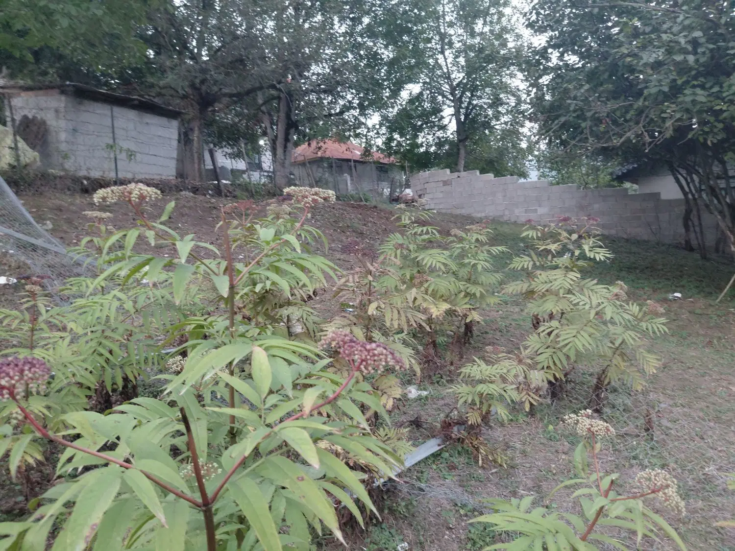 زمین ییلاقی پونل