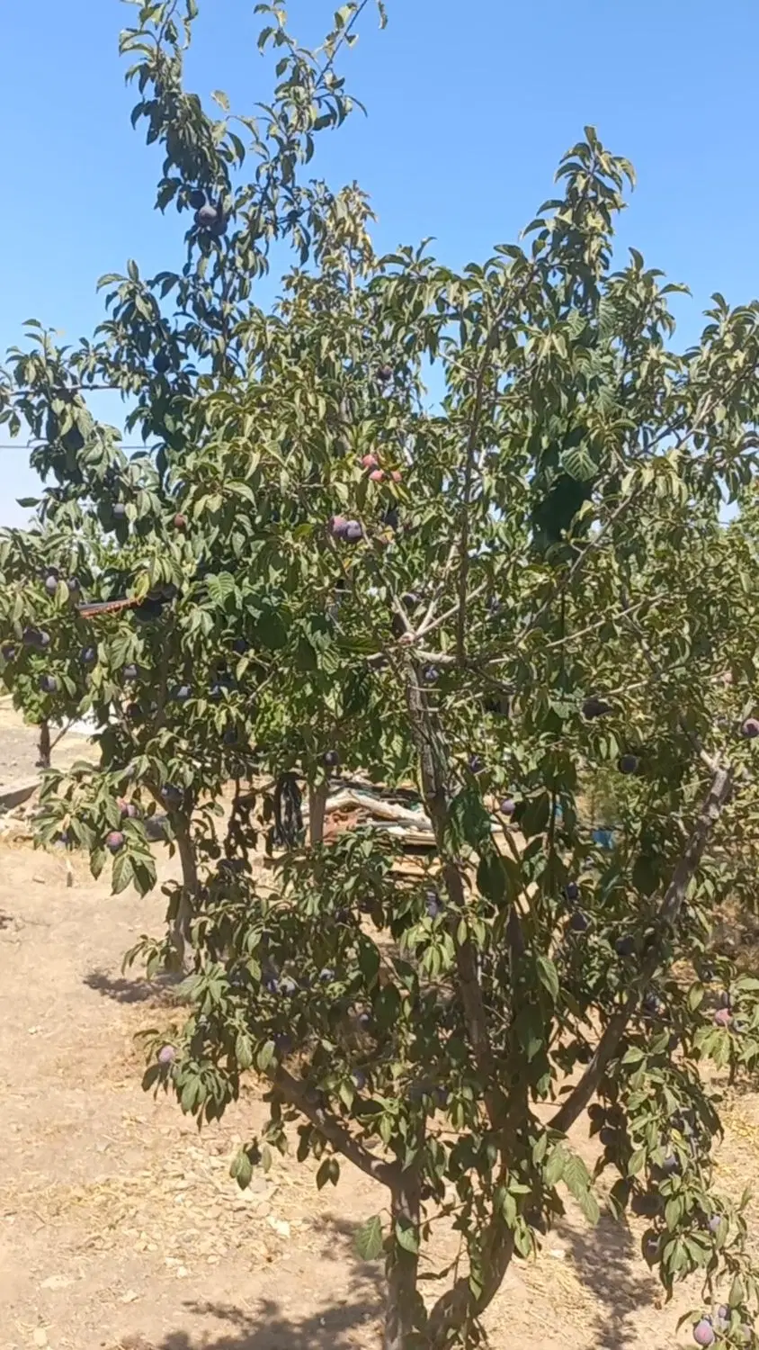 باغ ۱۰۰۰ متری کاهو