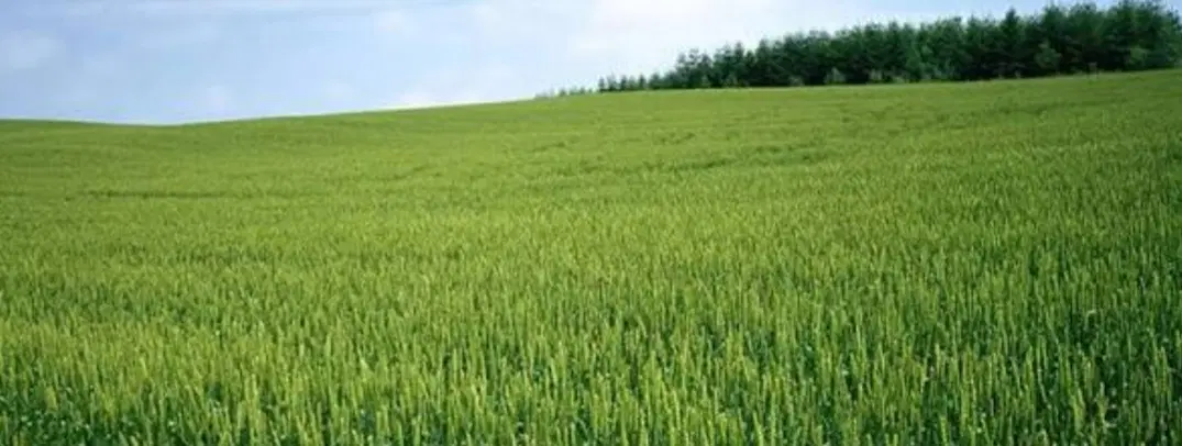 زمین ۲۲۰متری