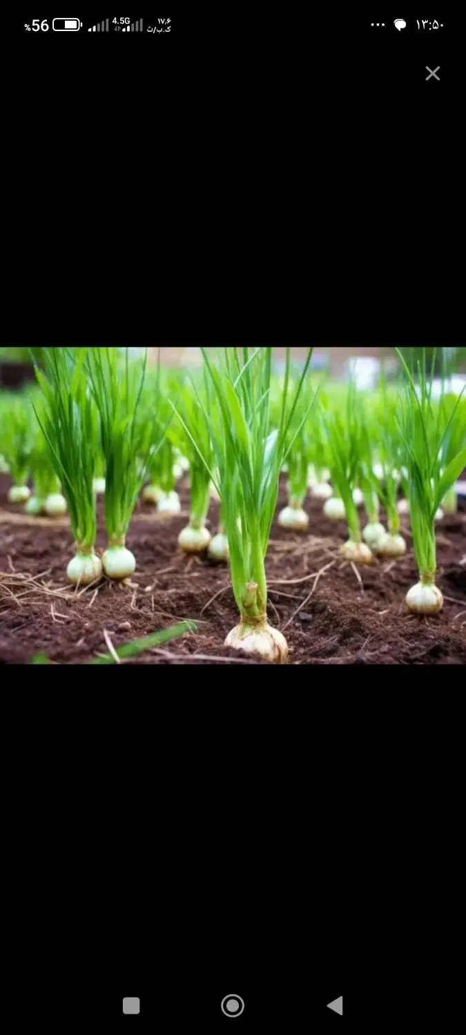 یک هکتار  زمین برای کاشت سیر