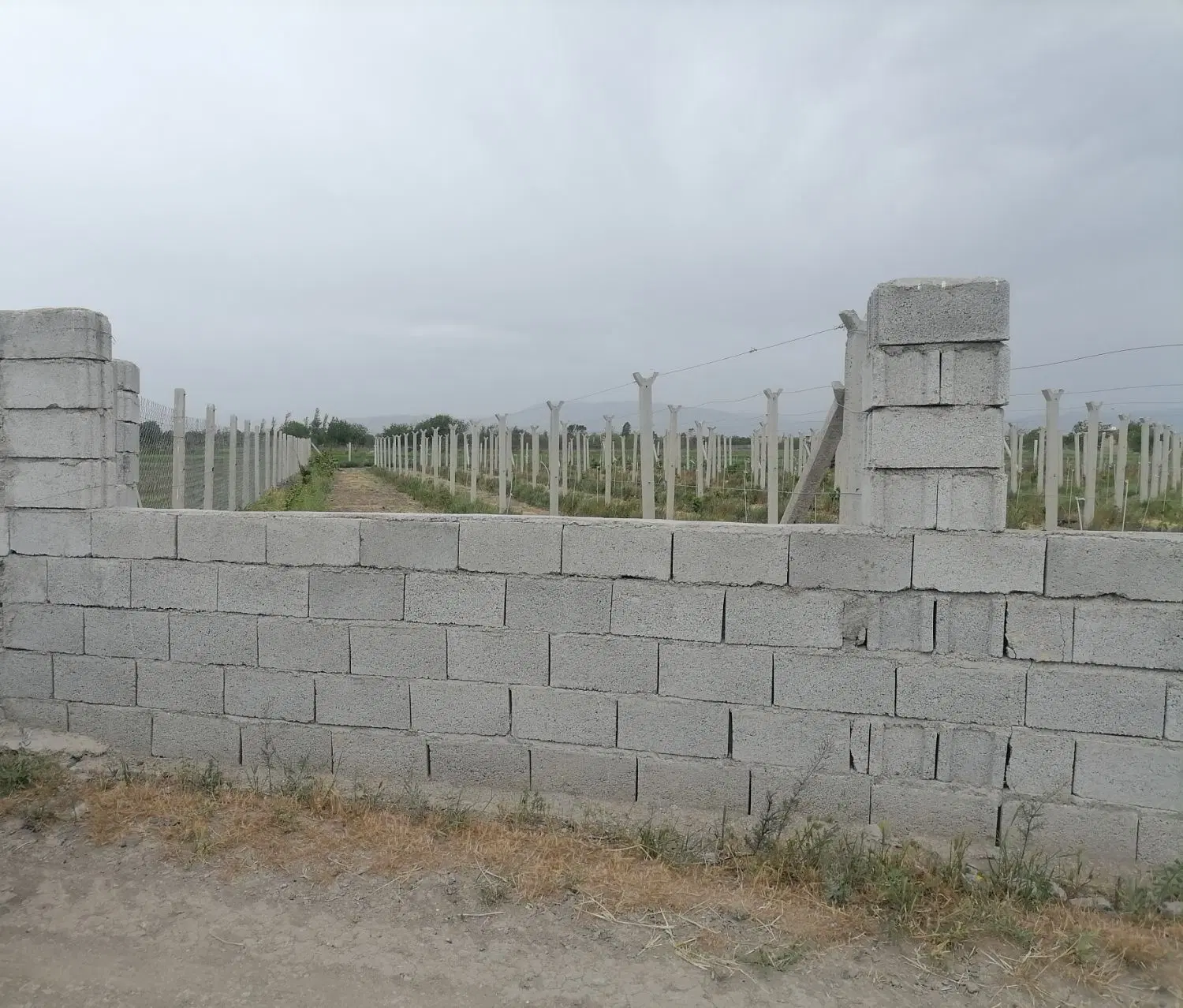 باغ ایستاده انگور