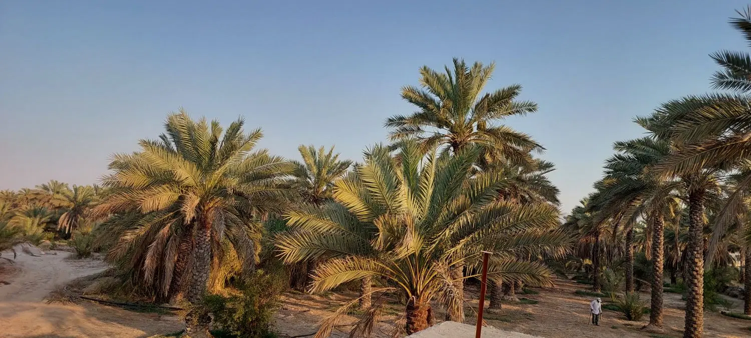 فروش باغ نخل و زمین کشاورزی