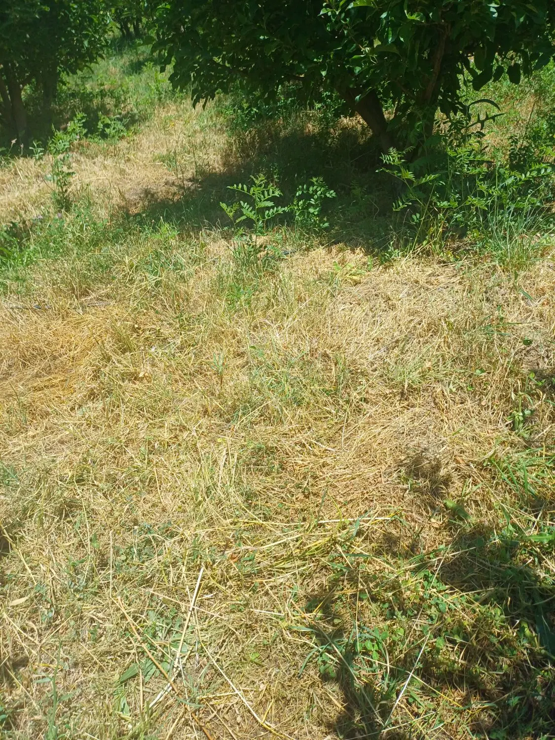 نینمور .زمین  سنددار ۴۲۰ متر ۴ دیواری