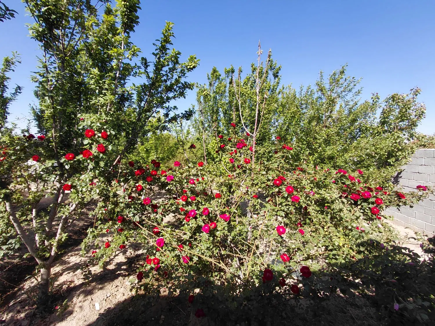 فروش باغ میوه