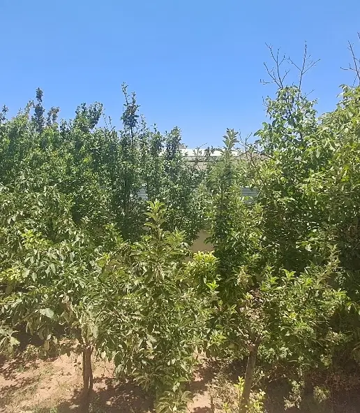 ویلا باغ تنگ چنار