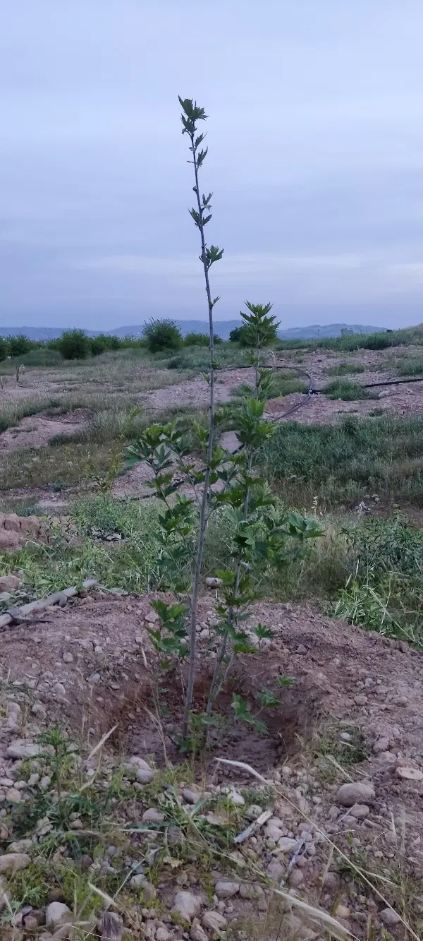 باغ مرکبات و نخل