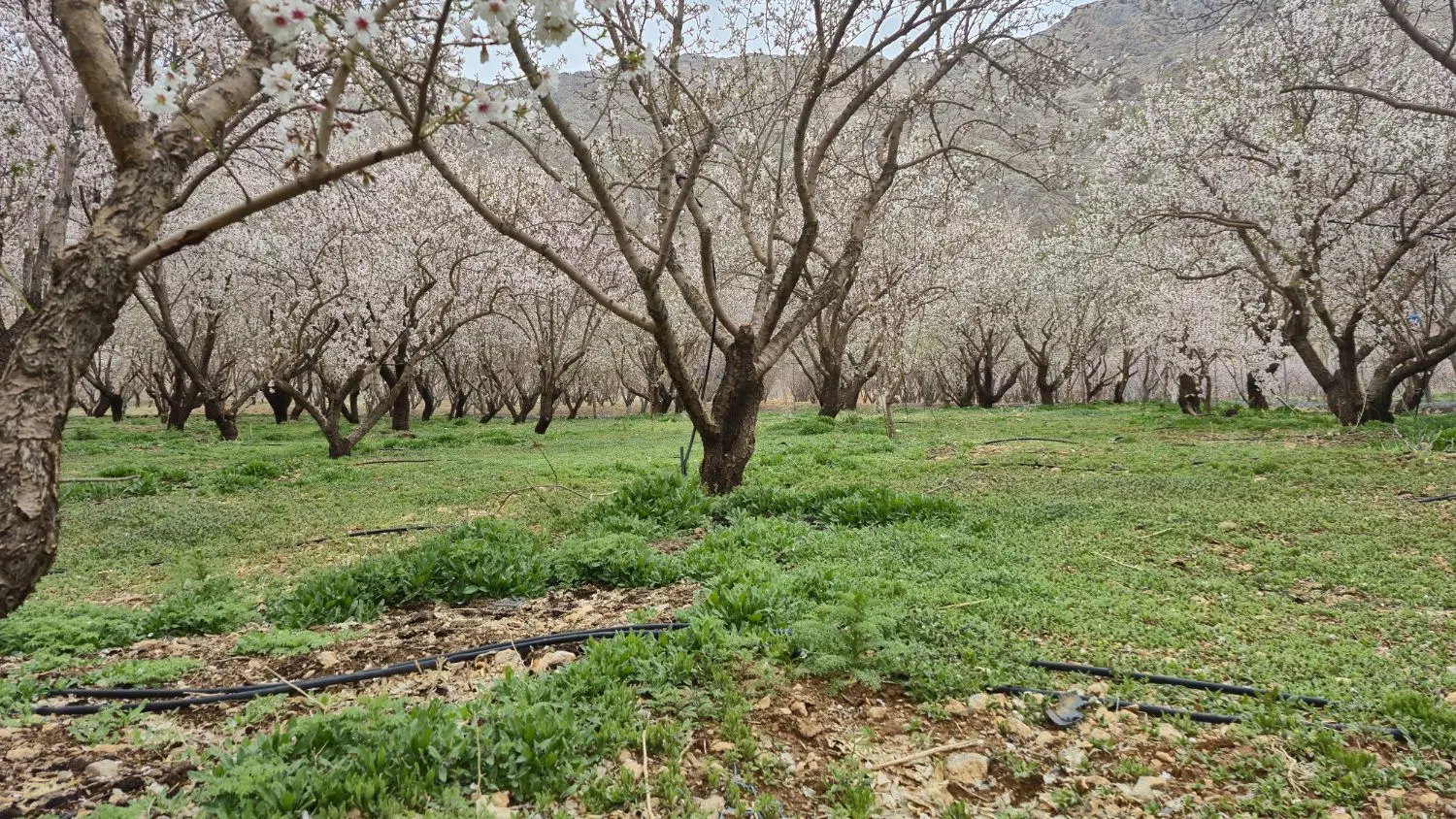 فروش باغ طرح عمان