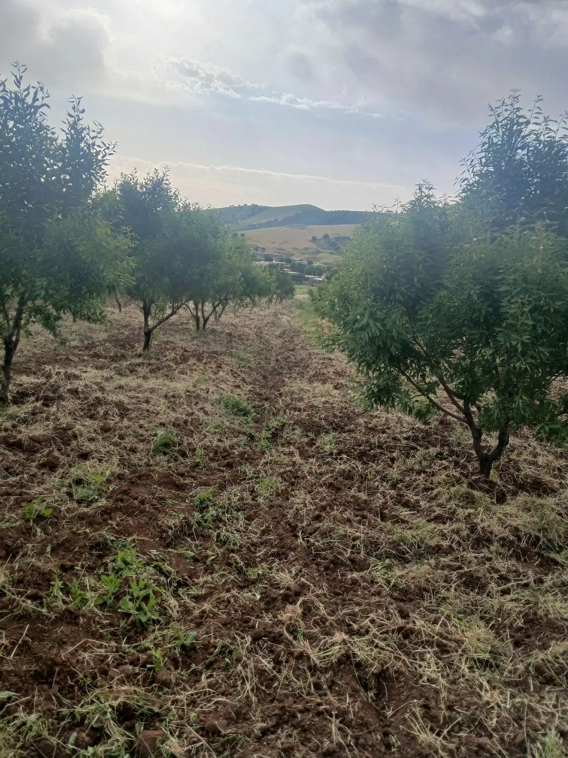 فروش باغ دیم مراداباد
