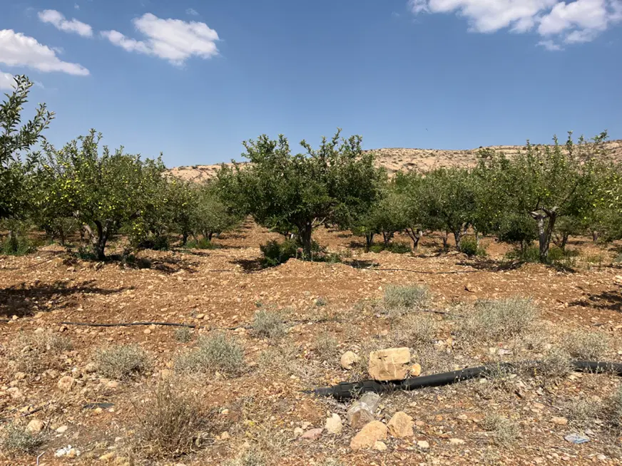 باغ ۱۰۰۰ متری کودیان