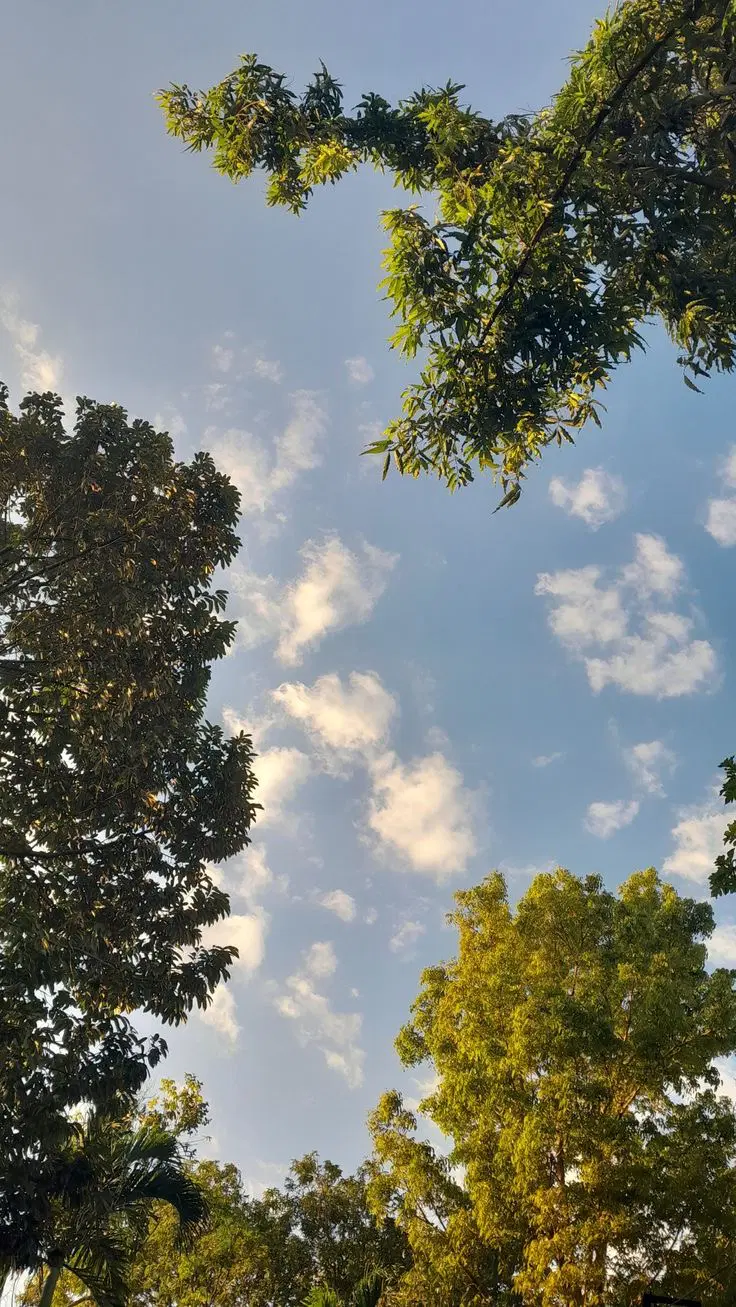 زمین باغ شهری دالین