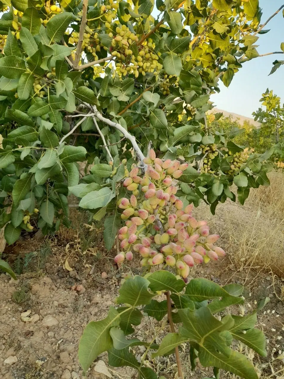 فروش باغ ثمری پسته