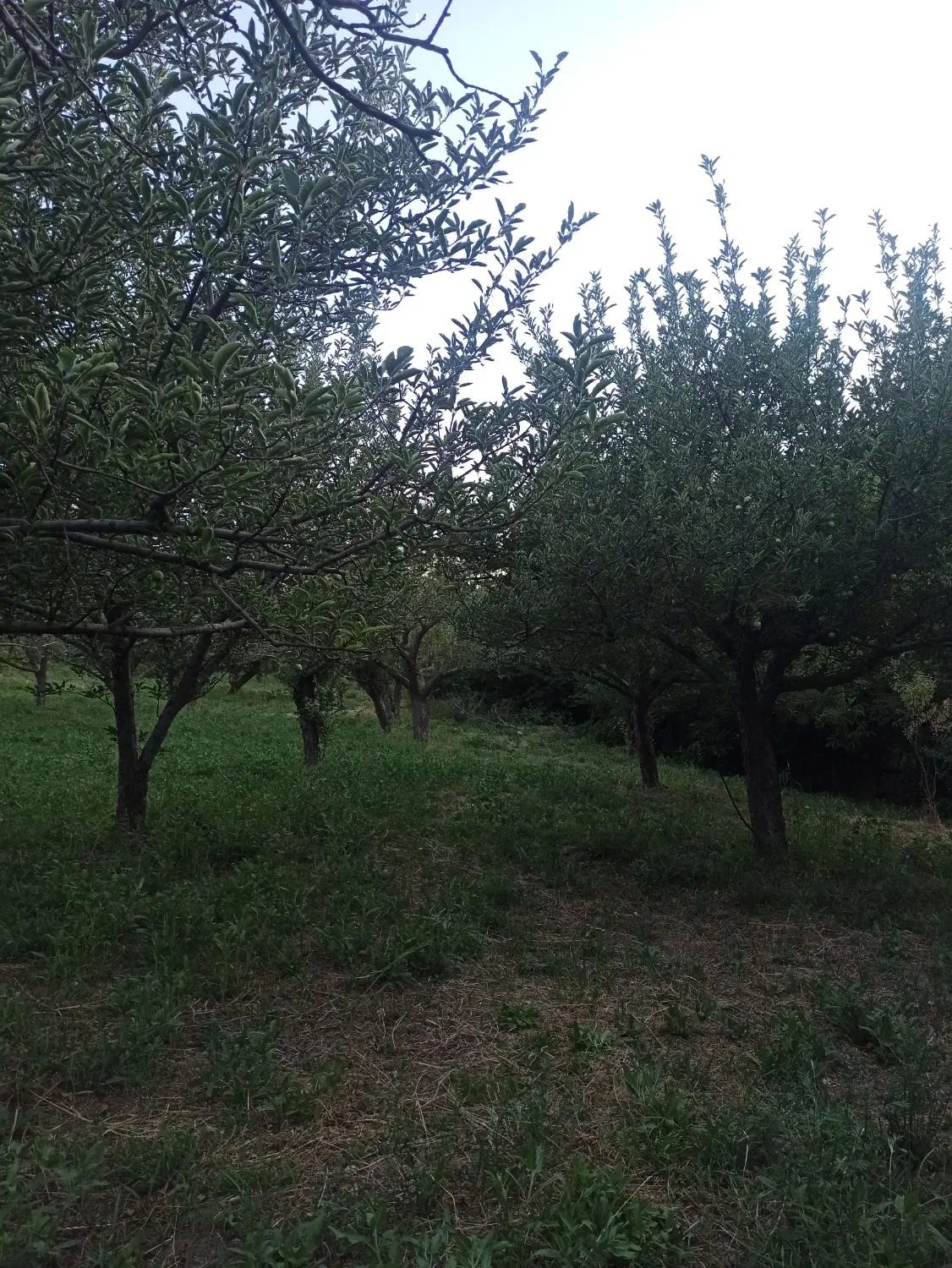 باغ زیبا در گوزلدره