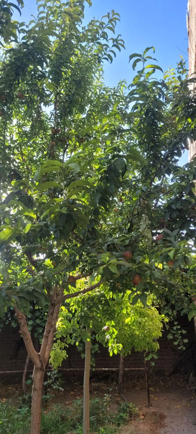 خونه باغ بکر در کرمان