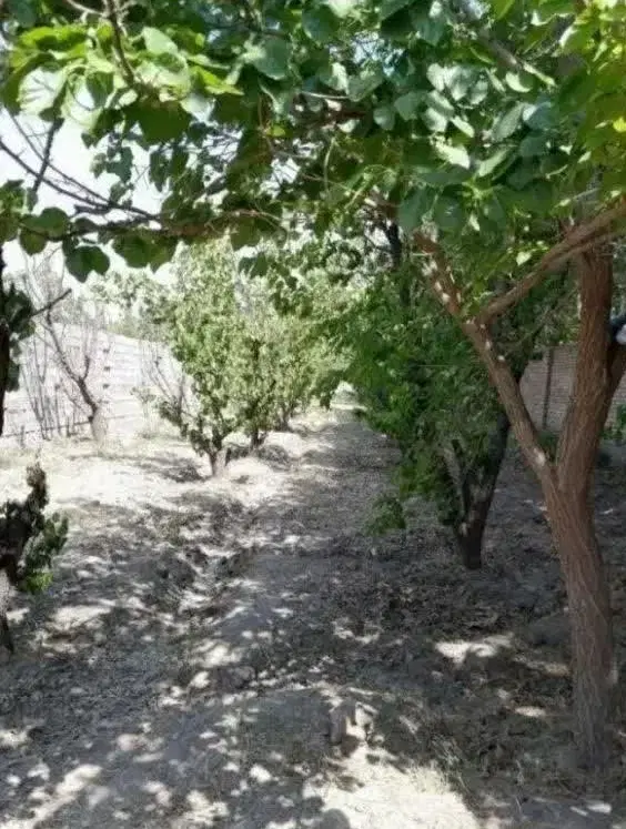 ملک زراعی باغی جهت تهاتر کامل
