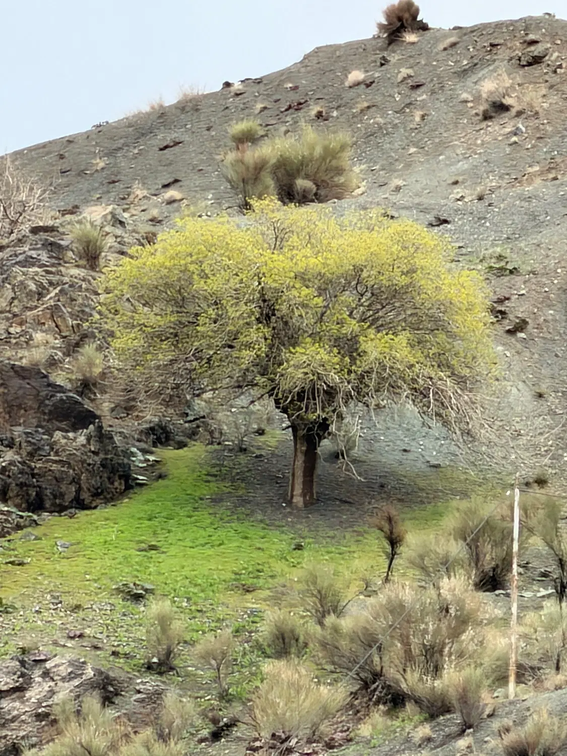 زمین فوق العاده