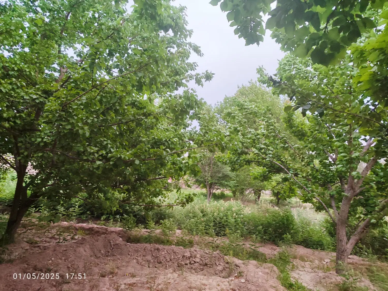 باغ ثمری در بهترین جای گلباف