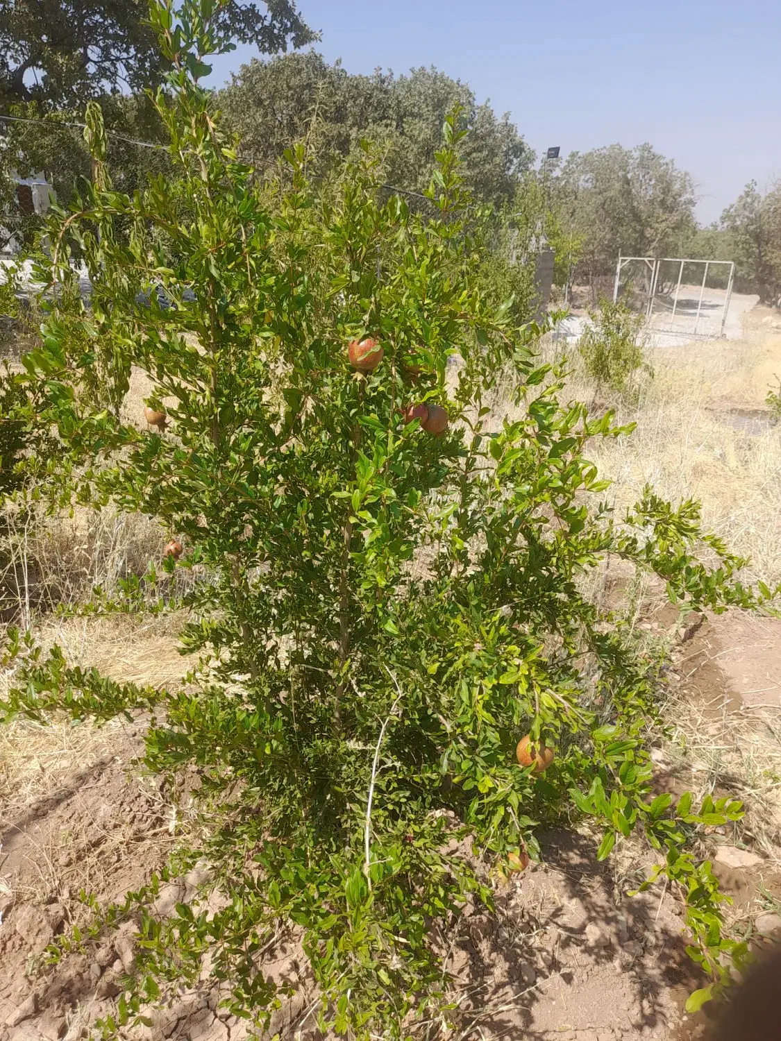 باغ