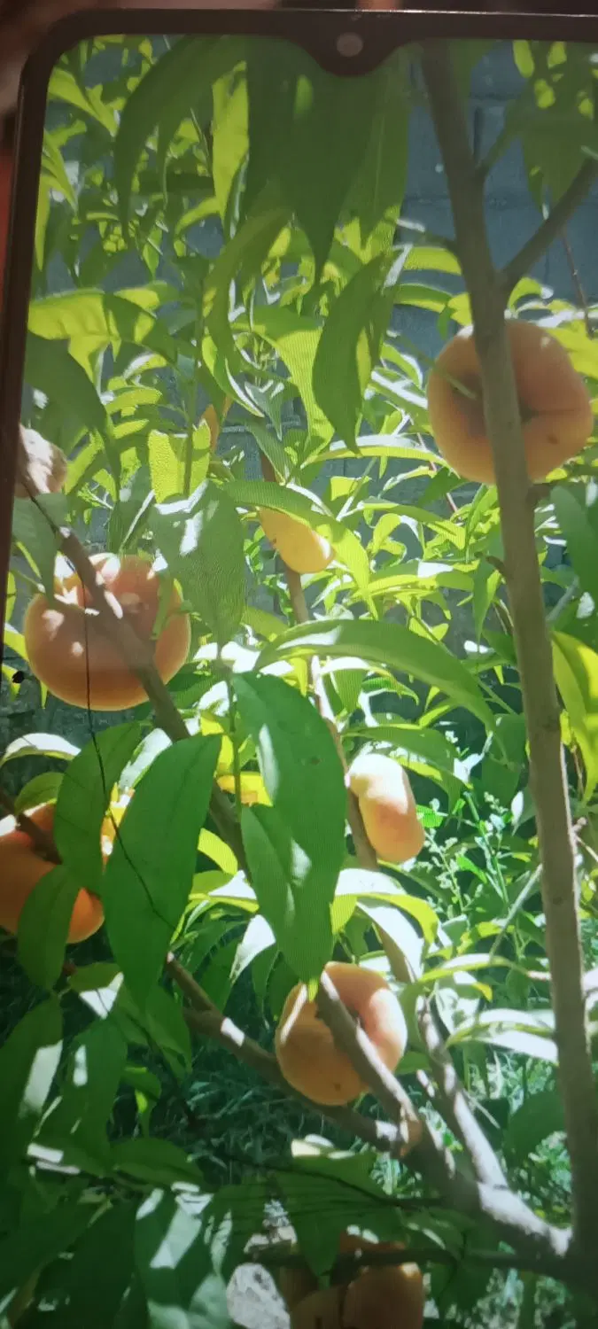 خانه ویلایی صنعتی ابتدای میقان