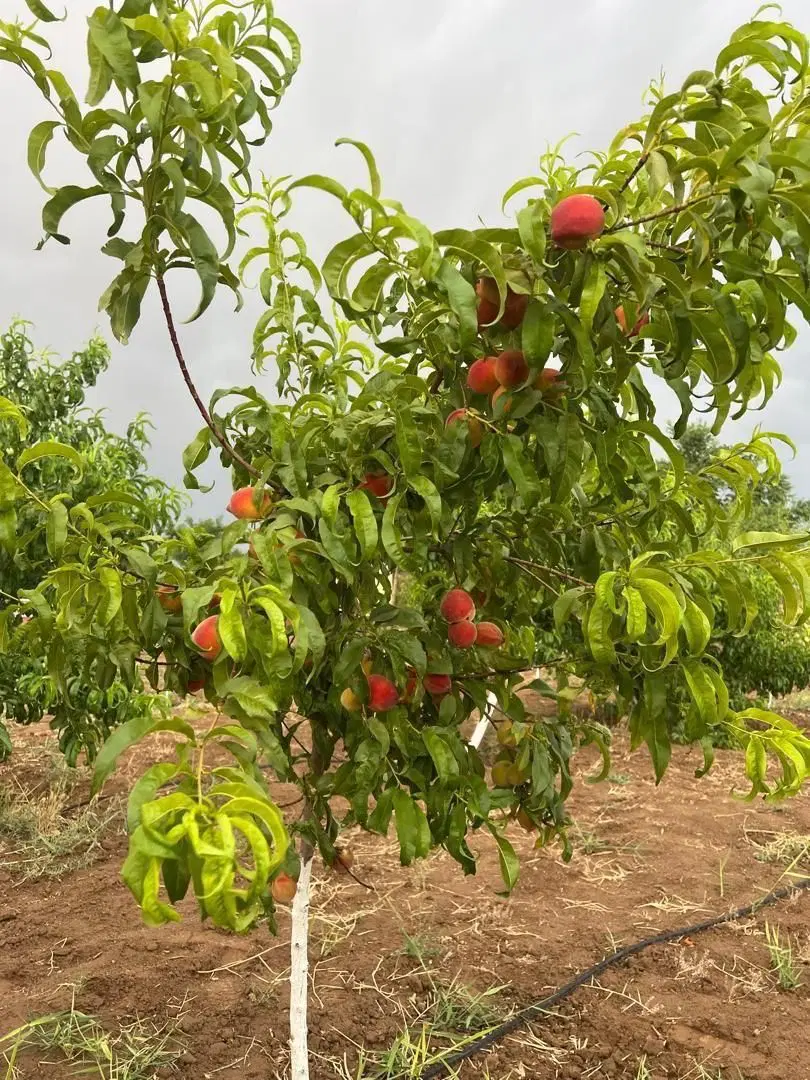 فروش باغچه 500متر باسند۷۰۰ملیون
