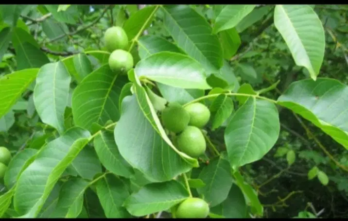 اجاره درخت گردو