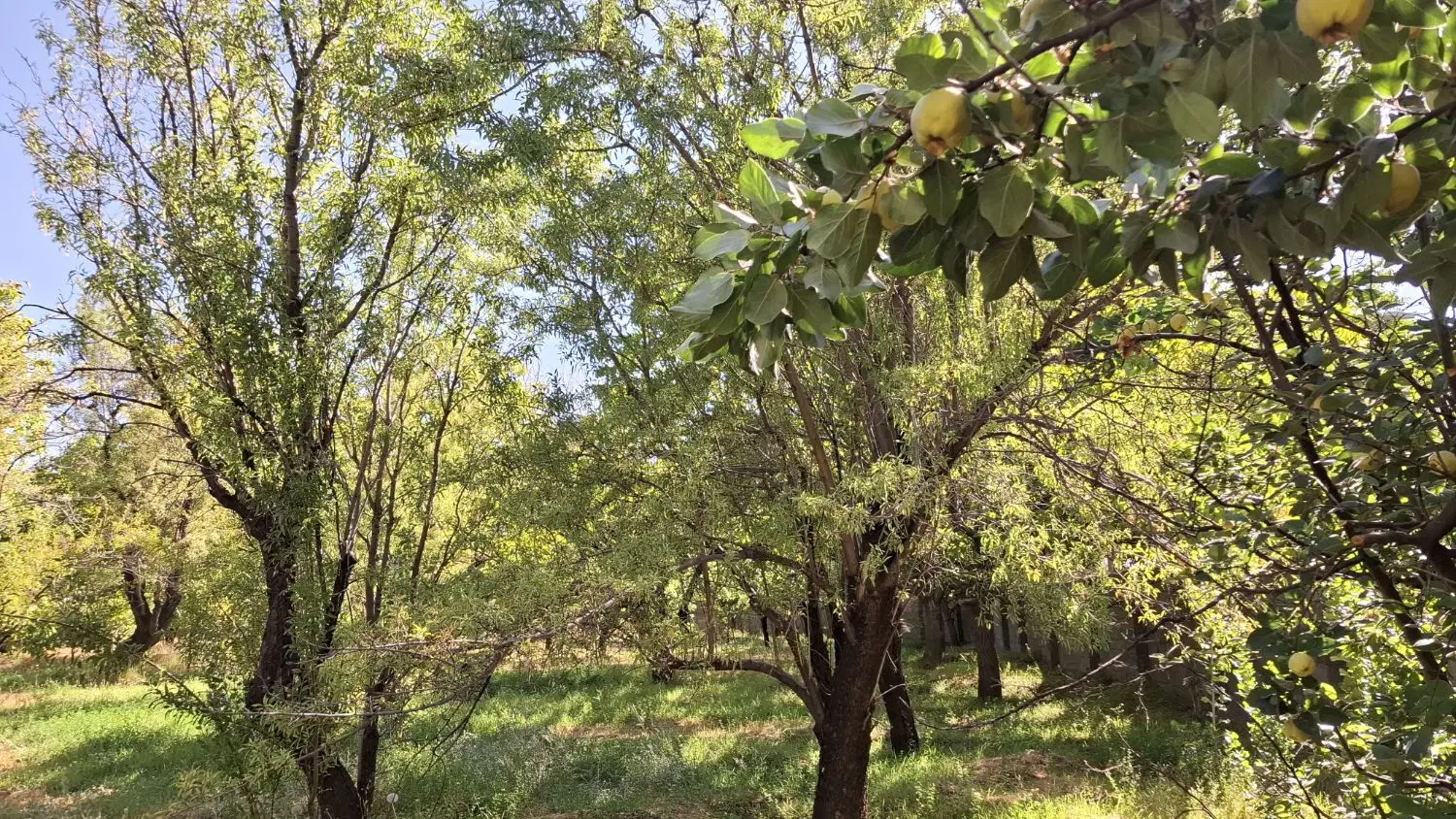 باغ ویلا روستای گوغر