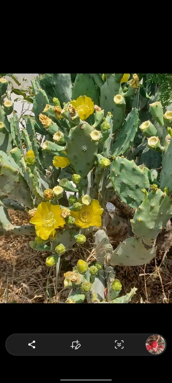 باغ ویلا روستای شیر آباد