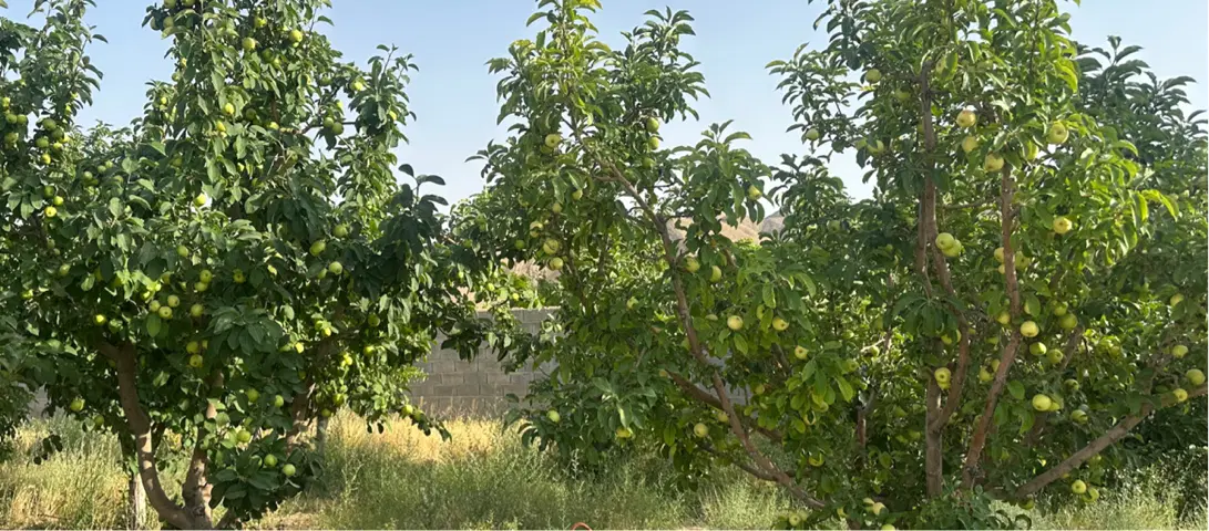 باغ نزدیک به شهر