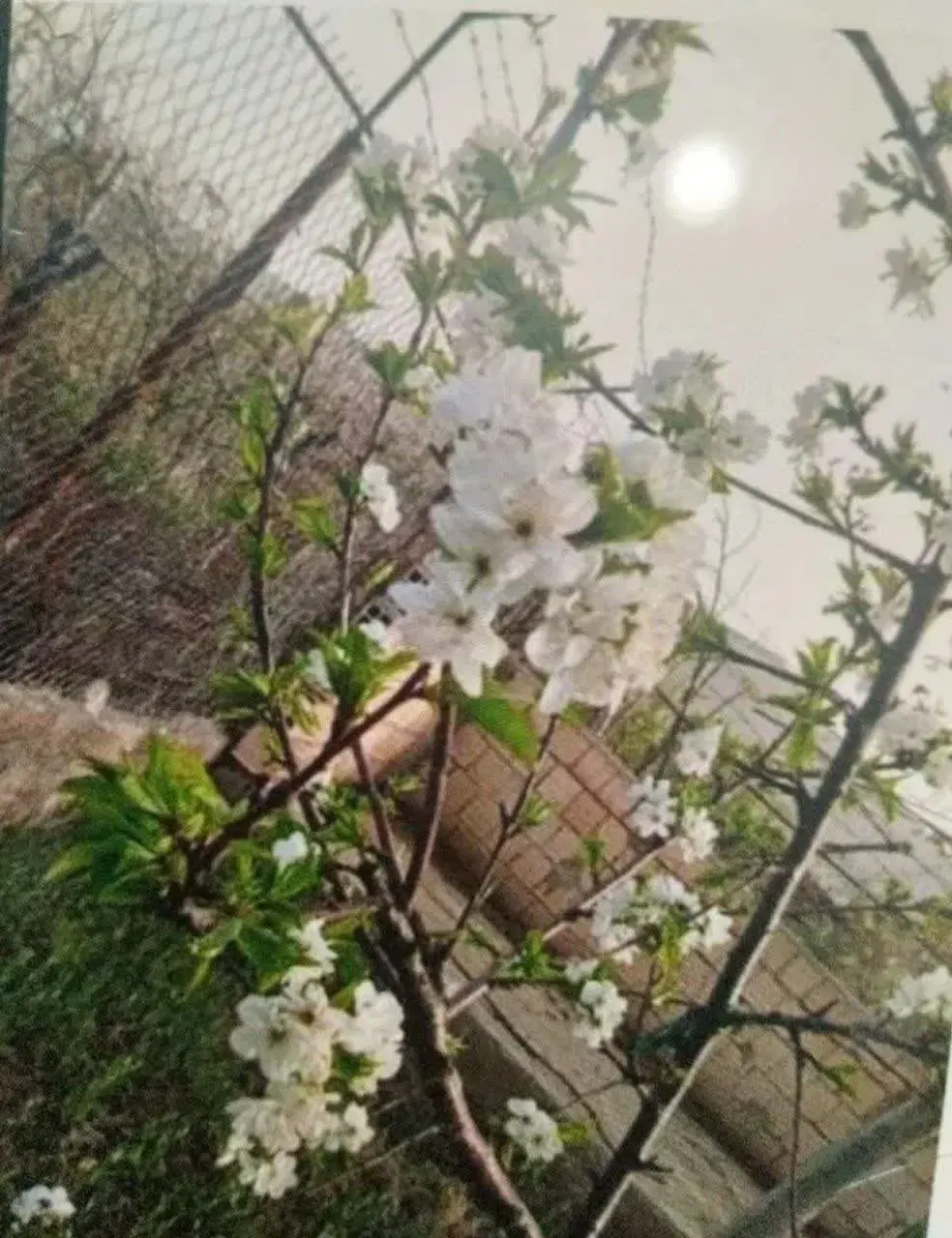 فروش باغ