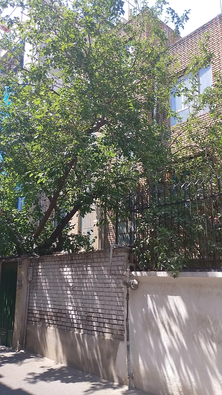 ملک‌ کلنگی