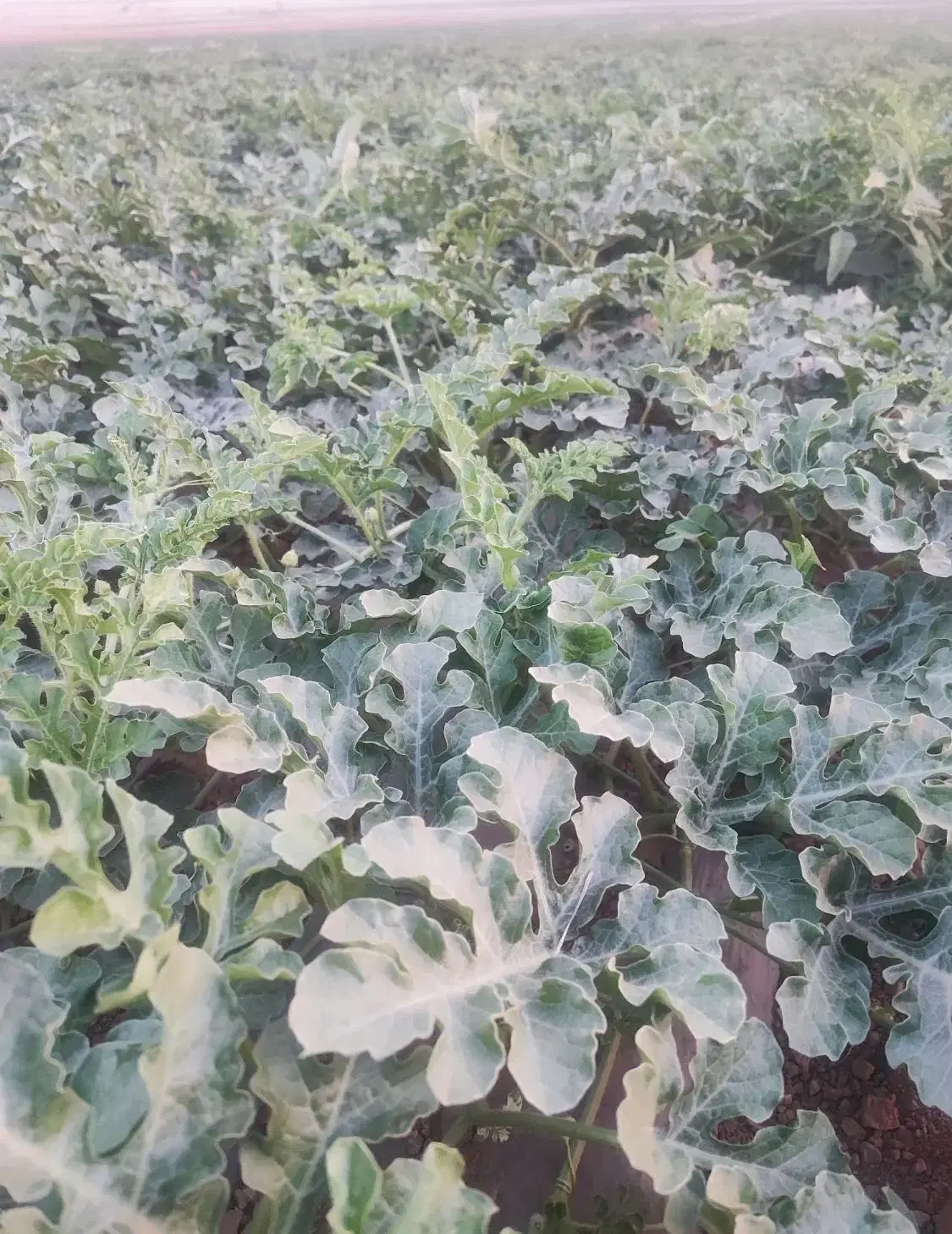 هندوانه