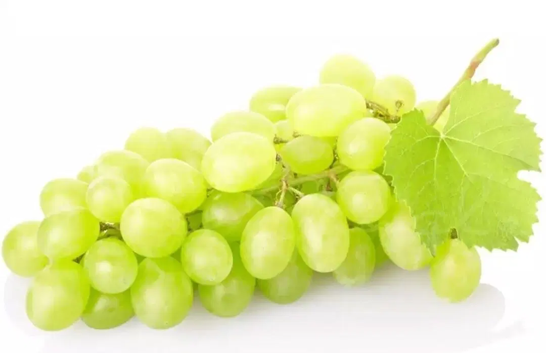 باغ انگور