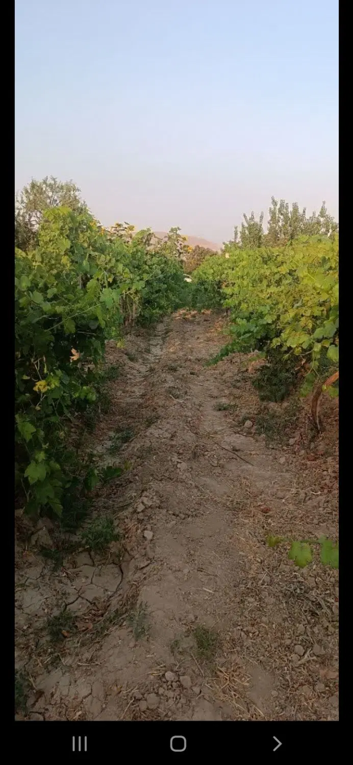باغ در شهید کلانتری