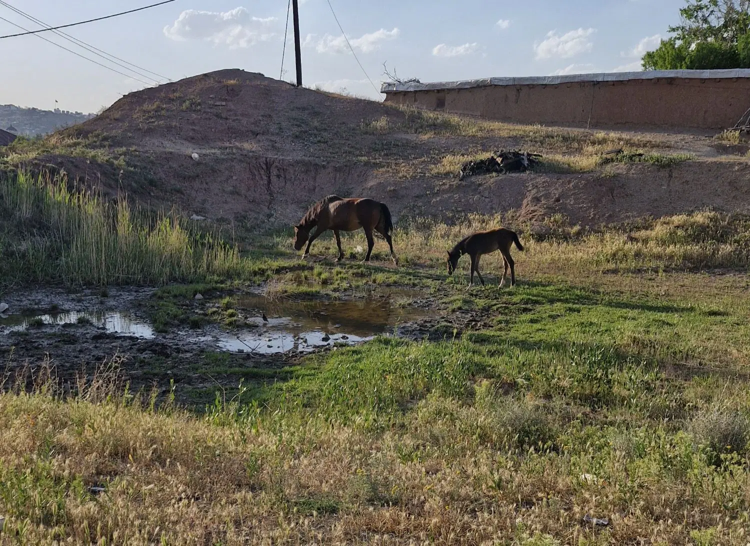 امتیاز زمین دماوند، کوهان