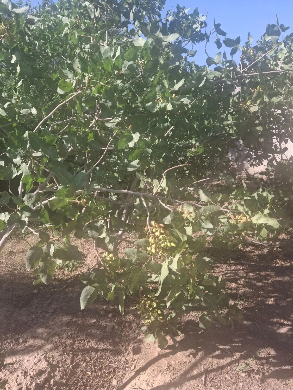 باغچه ۴۰۰متری در ورامین