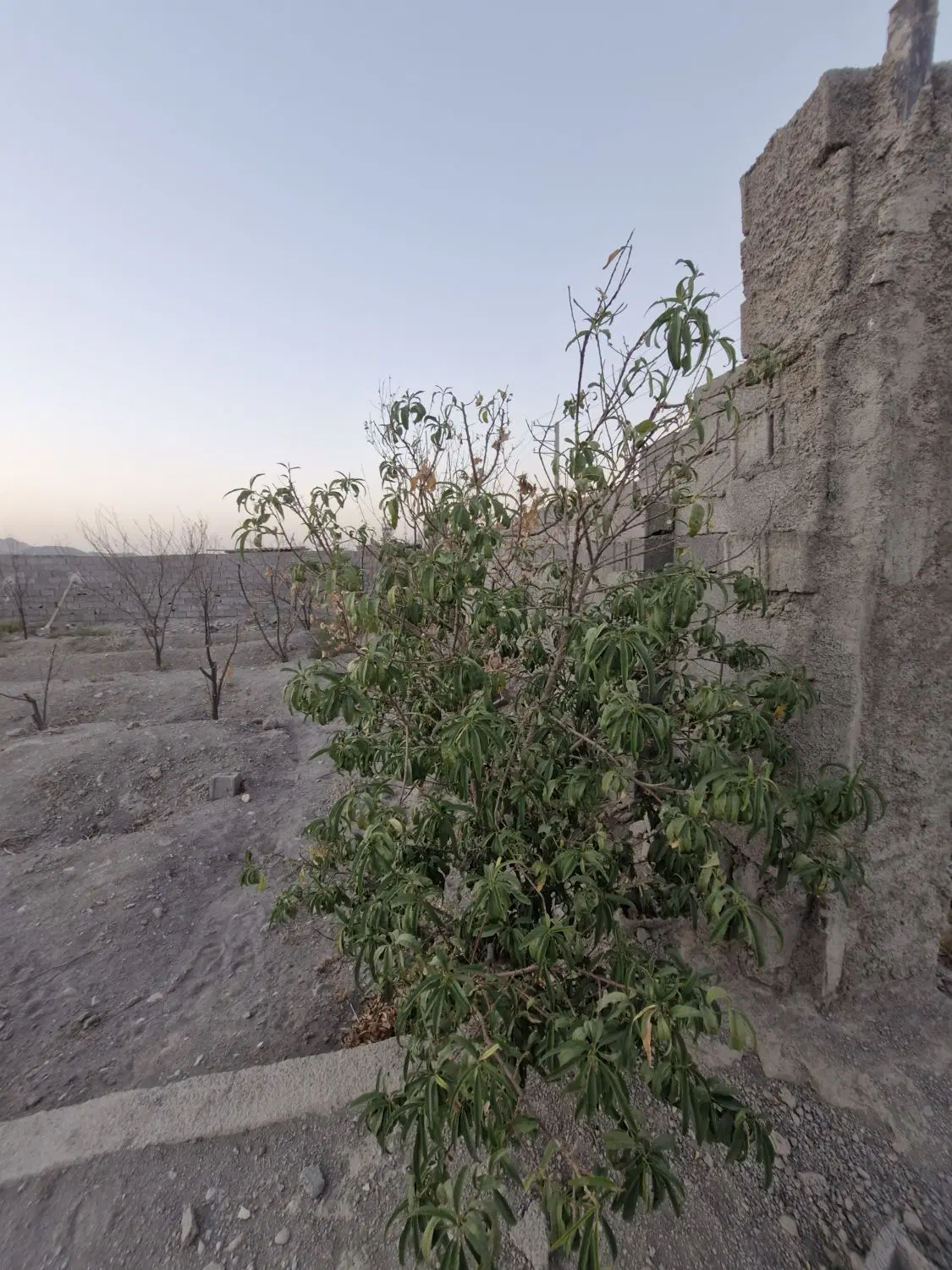 باغچه ۲۱۰ متری چهاردیواری سنددار در اسفند آباد