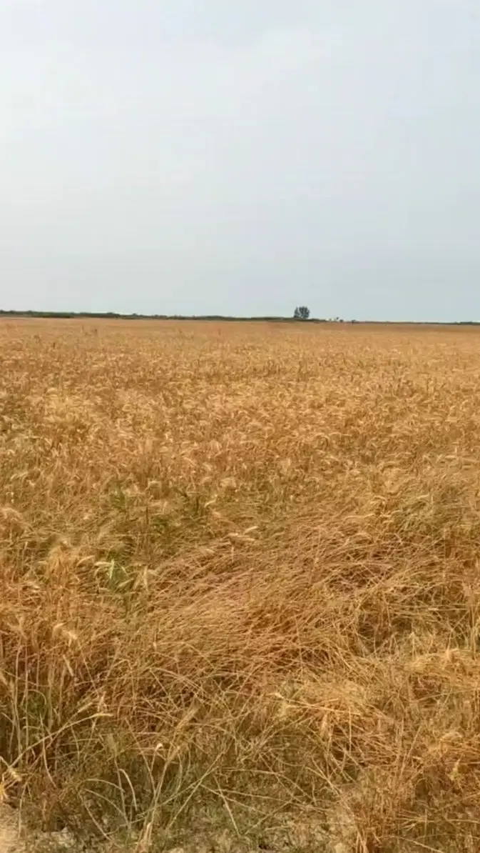 پاداش واسطه گری فروش زمین زراعی