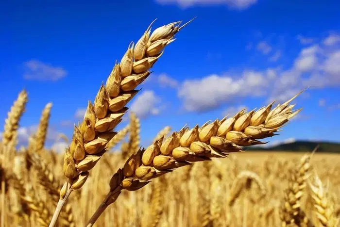 اجاره ۳ هکتار زمین کشاورزی