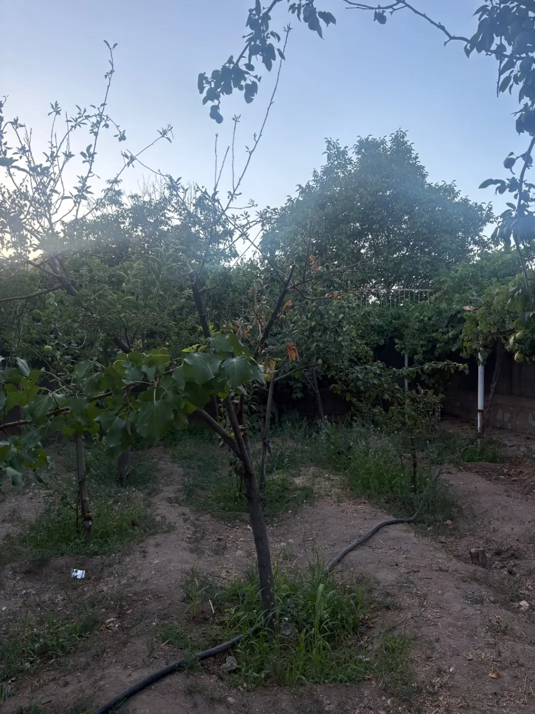 باغ روستای طبس