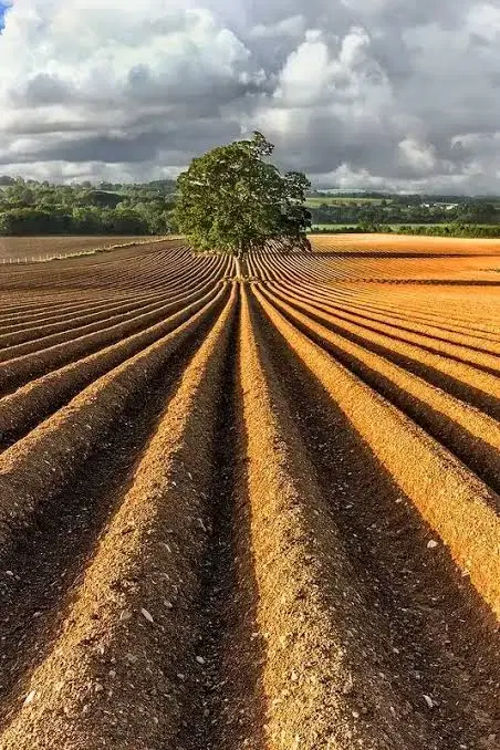 مالکان زمین های دادگستری این آگهی رو ببینند