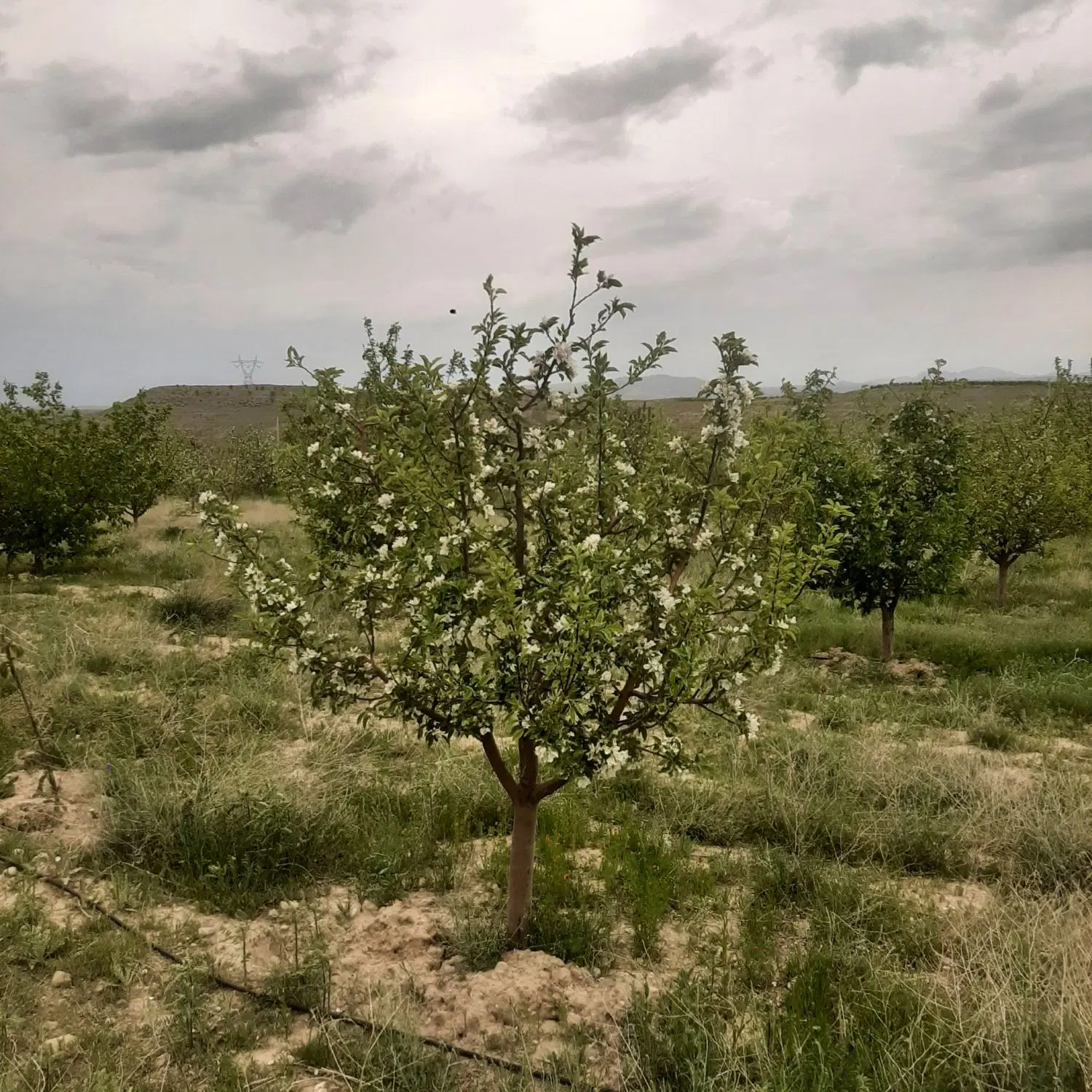 باغ سیب