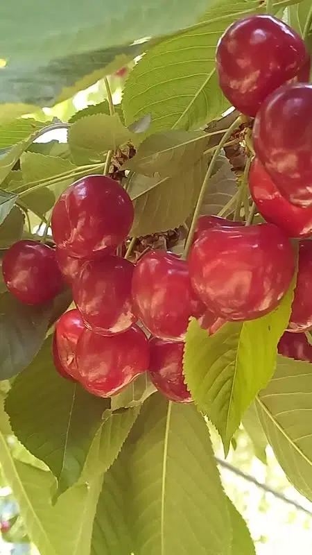 باغ،باغچه،باغ ویلایی،باغ تفریحی،باغچه کشاورزی