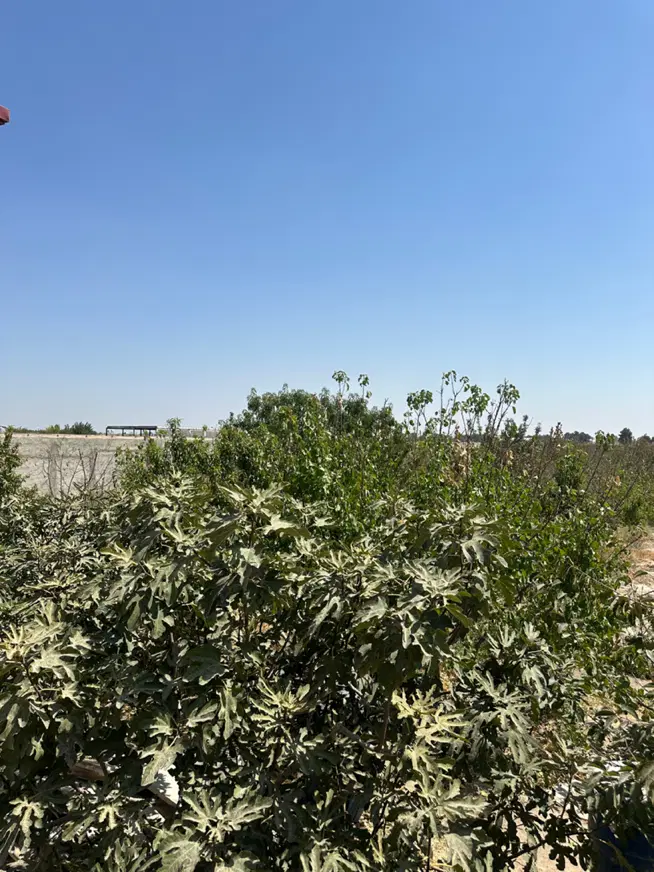۳۰۰ متر چهار دیواری اب برق گاز نامه جهاد