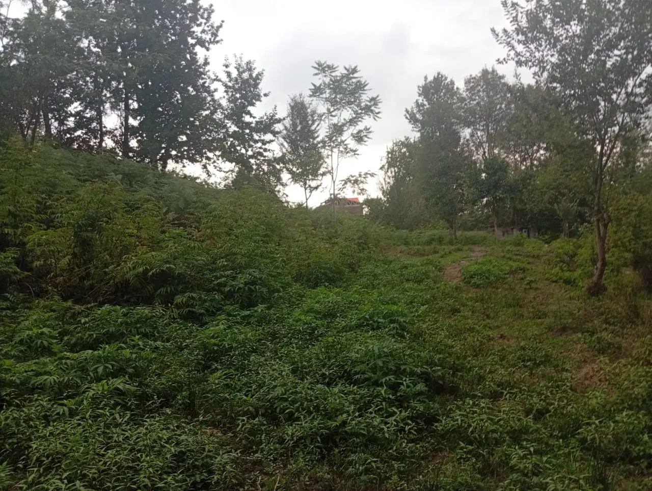 سیاهکل، روستای گردشگری موشا