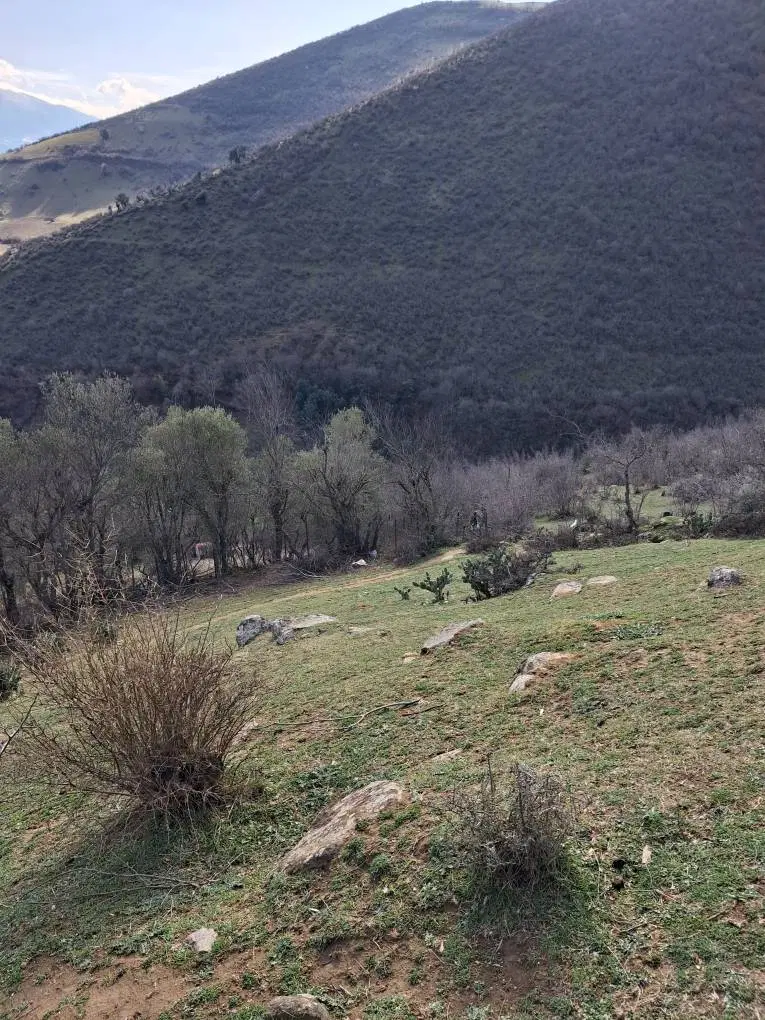 زمین باغی در منطقه ای خوش آب و هوا